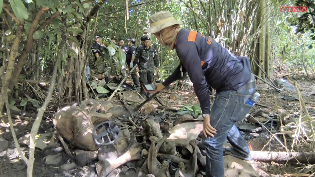Wild Elephant Carcass Found in Khao Yai Forest—Tusks Missing, Director Orders Investigation