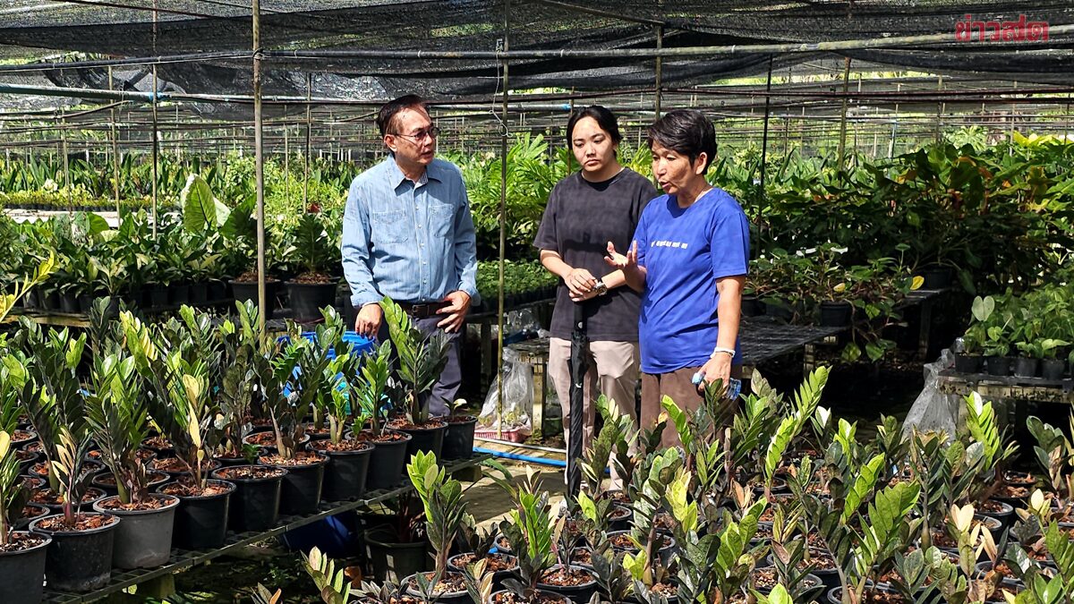 Variegated Syngonium Podophyllum Plants Find International Success with Exports to Japan, China, Europe, and Middle East