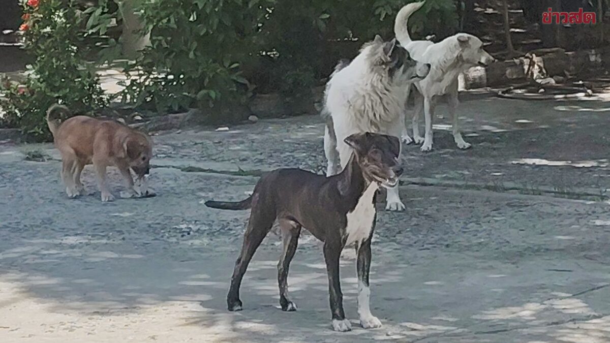 Three Nakhon Ratchasima Districts Warned of Rabies Outbreak After Stray Dogs Test Positive