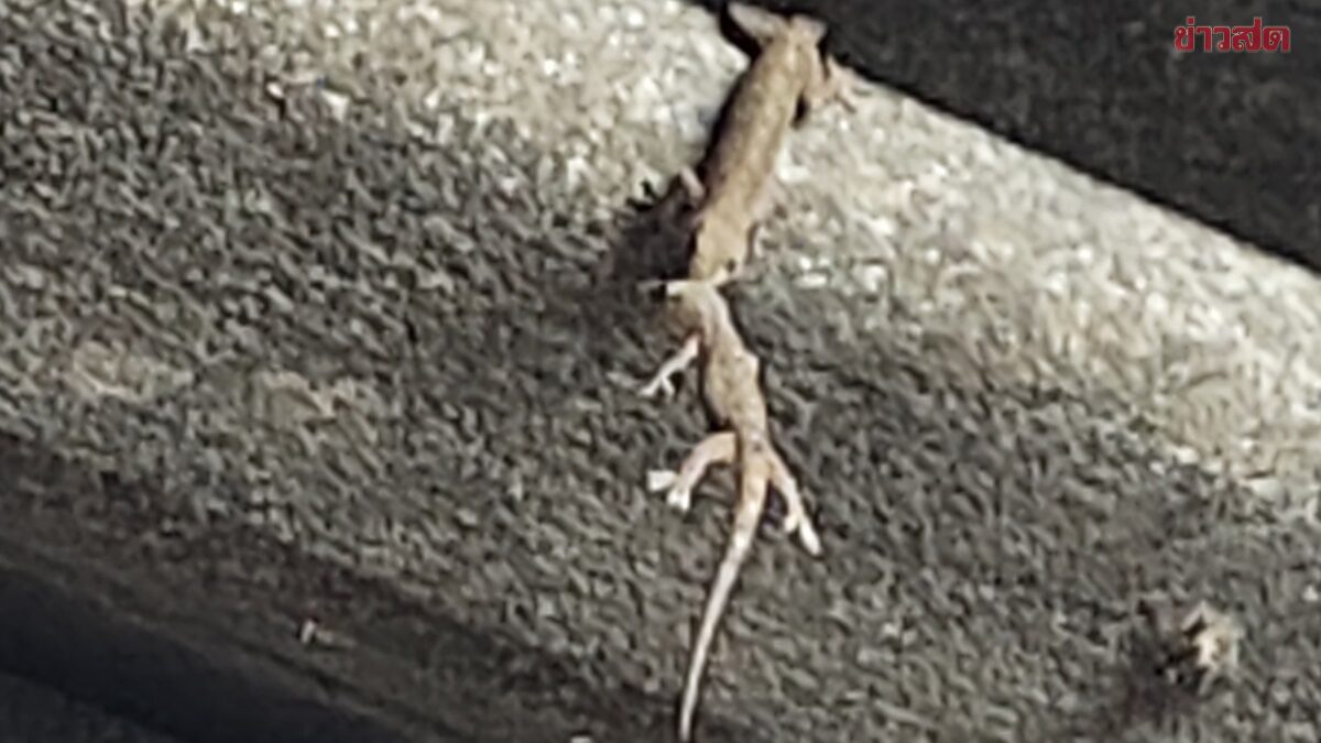 Heart-Stopping Moment: One Gecko Uses Its Mouth to Save Another From Falling, But Loses Grip
