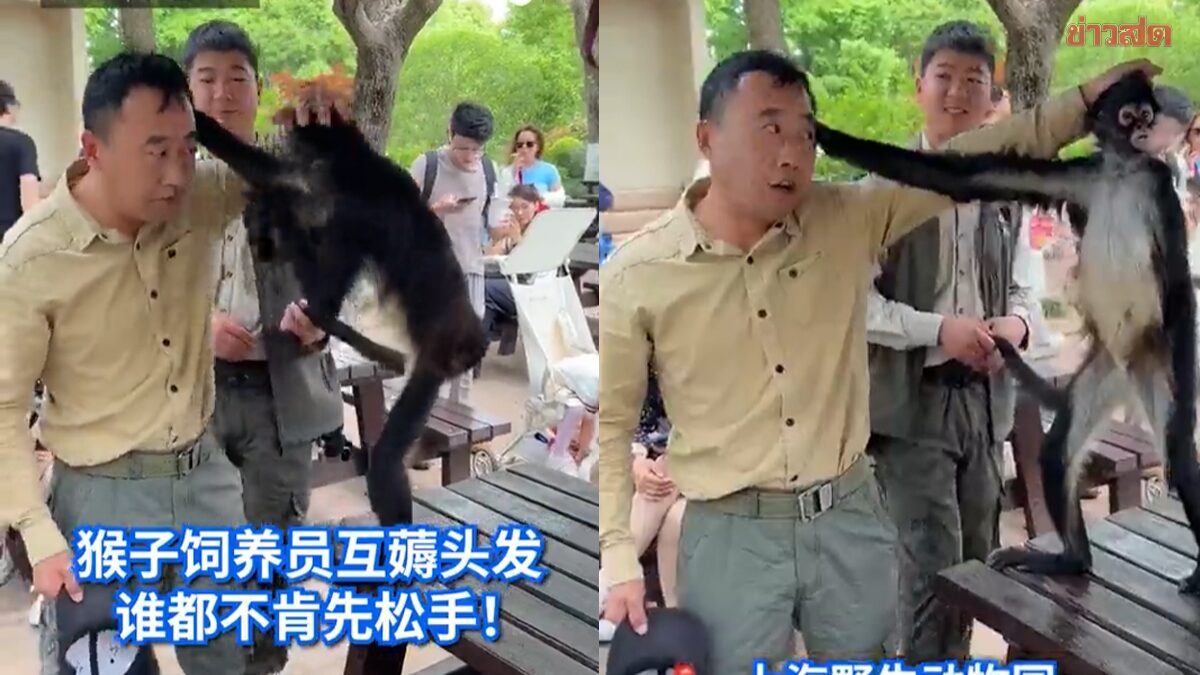 Playful Spider Monkey Gets Into Hair-Pulling Showdown with Zoo Staff, Revealed to Be the Park's Star Attraction