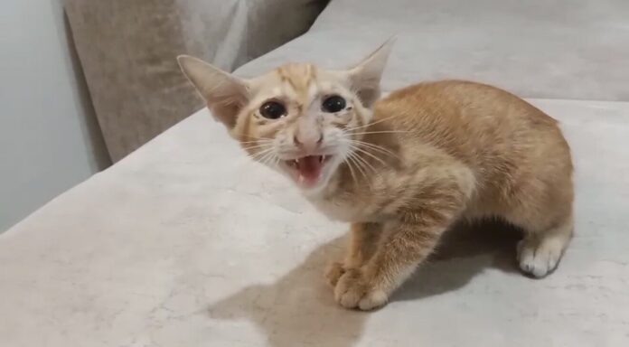 แมว