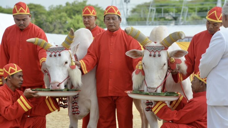 What is Thailand’s Royal Ploughing Ceremony?