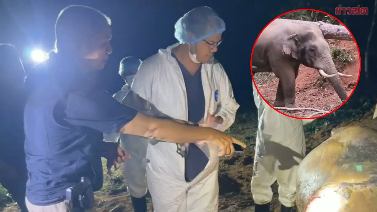 Autopsy Results Released for "Mua" Wild Elephant in Chanthaburi: Electrocution Confirmed, Shotgun Pellets Also Found Embedded in Skin