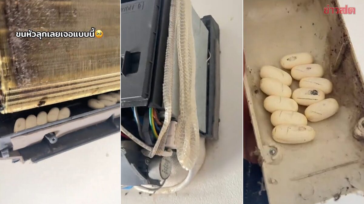 AC Technician Gets the Chills After Discovering Snake Eggs Incubating Inside Air Conditioner—10 of Them, Plus Snake Skin Shed on Top