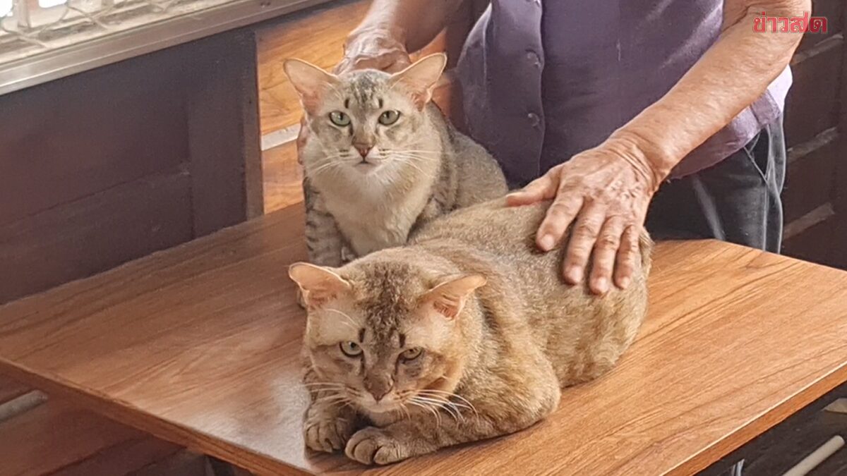 81-Year-Old Woman Spends 1 Million Baht to Buy a House for 4 Stray Cats