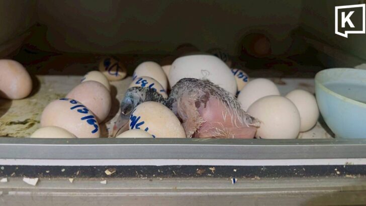 Khao Kheow Zoo Hatches Greater Adjutant Chick for First Time