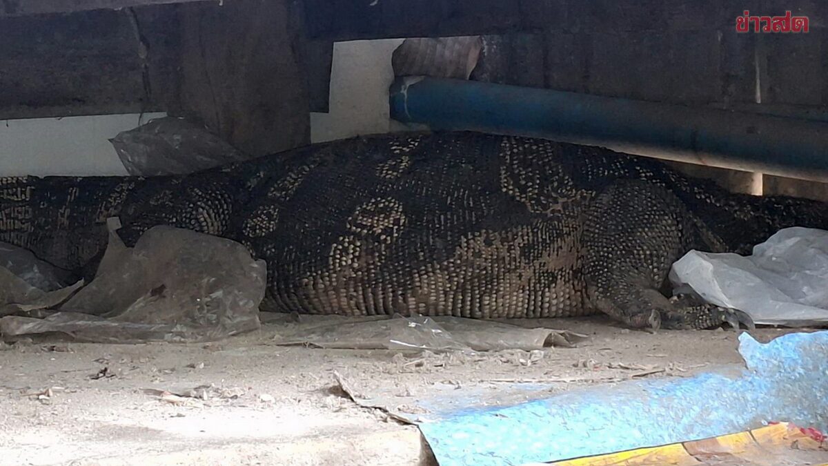 Elderly Woman Terrified by Giant Monitor Lizard Bursting Into Home, Locks Herself in Bedroom; Neighbors Rush to Write Down House Number for Lottery
