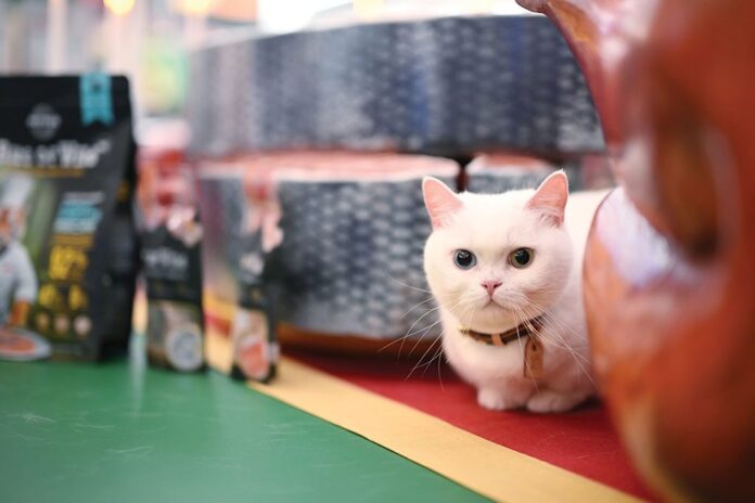เพื่อนตัวเล็ก