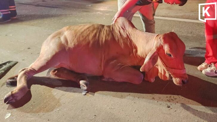 Cow causes highway pile-up in Chiang Mai, 6 injured