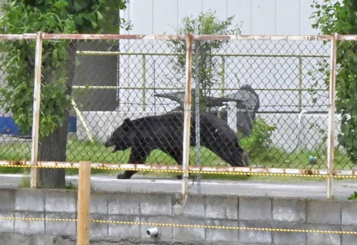 เจ้าหน้าที่ญี่ปุ่นตามล่า - หมีตัวหนึ่งเดินอยู่ภายในบริเวณสำนักงานแห่งหนึ่งในจังหวัดฟุกุชิมะ ประเทศญี่ปุ่น เมื่อวันอังคารที่ 2 มิถุนายน 2569