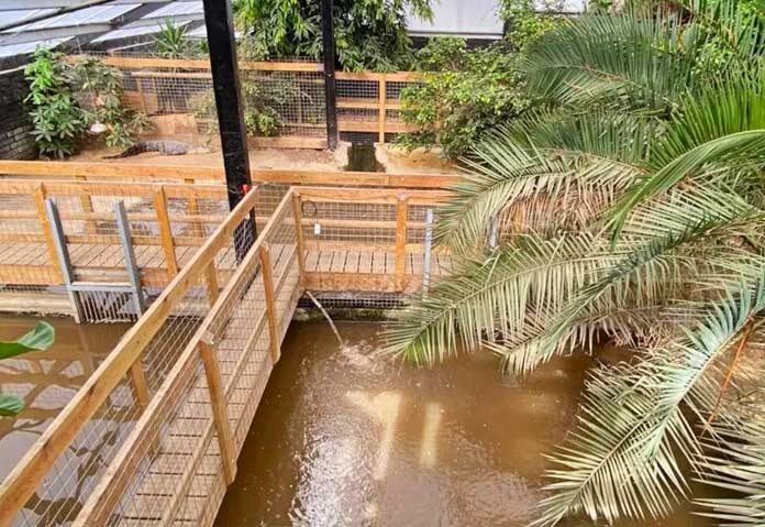 จระเข้ถูกเลี้ยงไว้ในโรงนาที่ดัดแปลงแล้ว ซึ่งมีทางเดินยกระดับที่ล้อมรั้วโลหะ