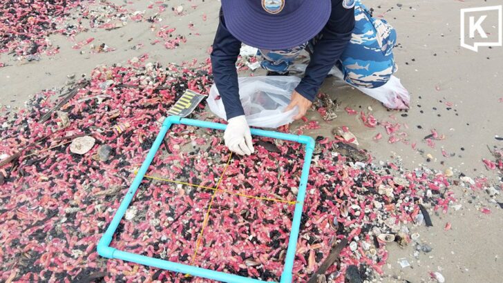 Millions of pink sea cucumbers wash ashore in Rayong