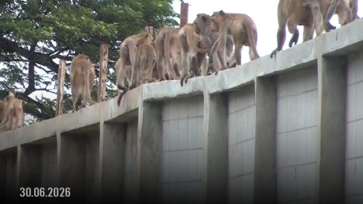 Nearly 100 Monkeys Escape Lopburi Zoo Enclosure