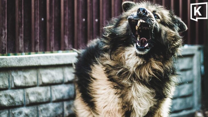 One dies of rabies in Korat as dog infections rise