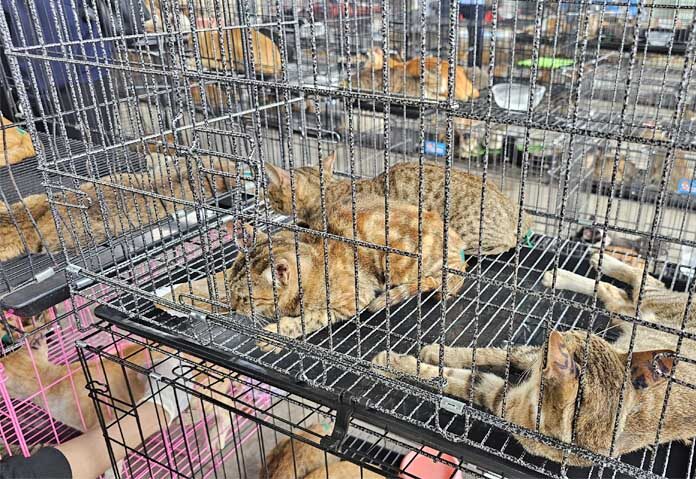 เวียดนามบุกทลาย - ภาพนี้เผยแพร่โดยองค์กรพิทักษ์สัตว์แห่งเวียดนาม (Humane World for Animals Viet Nam) แสดงให้เห็นแมวที่ถูกตำรวจยึดในนครโฮจิมินห์ ประเทศเวียดนาม เมื่อวันที่ 15 มิถุนายน 2569