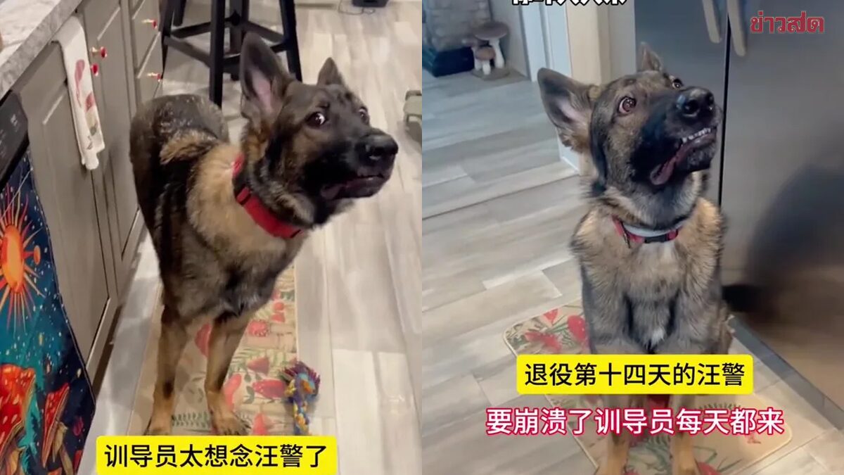 ครูฝึกไปเยี่ยมสุนัขตำรวจที่เพิ่งเกษียณ เจอรีแอกสุดฮา ทำหน้าอ