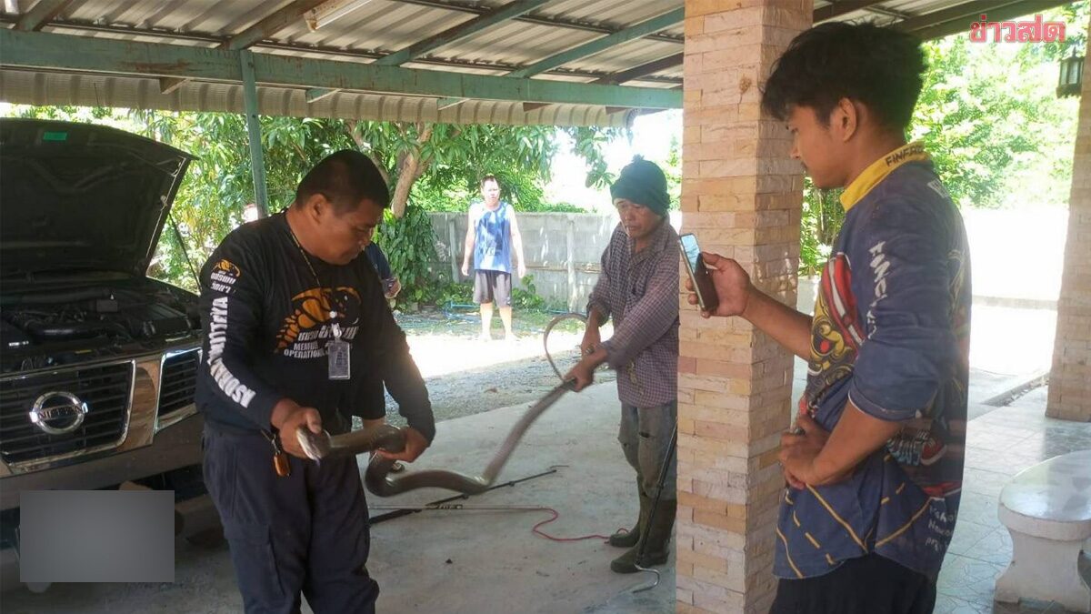 ส่องทะเบียน งูจงอาง ซุกห้องเครื่องรถยนต์ เจ้าของบ้านตกใจ รีบโทรแจ้งกู้ภัยมาช่วยจับ