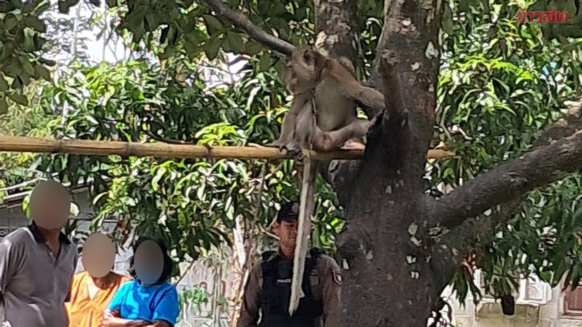 สลดเมืองคอน ลิงเลี้ยงของปู่ กัดเด็กชาย 6 ขวบเสียชีวิต เขี้ยว
