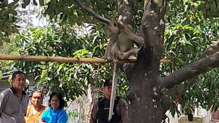 Boy, 6, bit to death by grandfather’s monkey in Nakhon Si Th