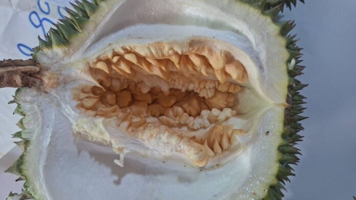 ทุเรียนซ้อน
