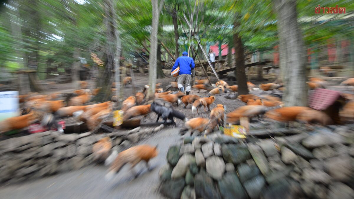 พลาดแต่ไวรัล! หนุ่มลืมปรับกล้อง ถ่ายสุนัขจิ้งจอกออกมาเหมือนฉ