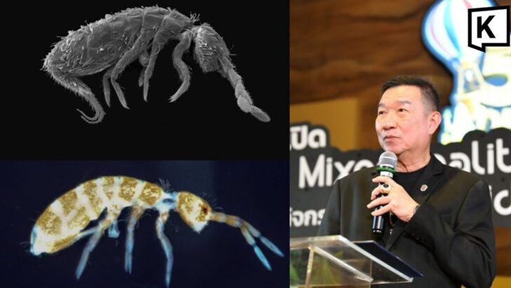 New Springtail species discovered in Thailand’s Rama IX Fore