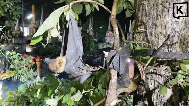 Deadly storm kills 757 flying foxes after century-