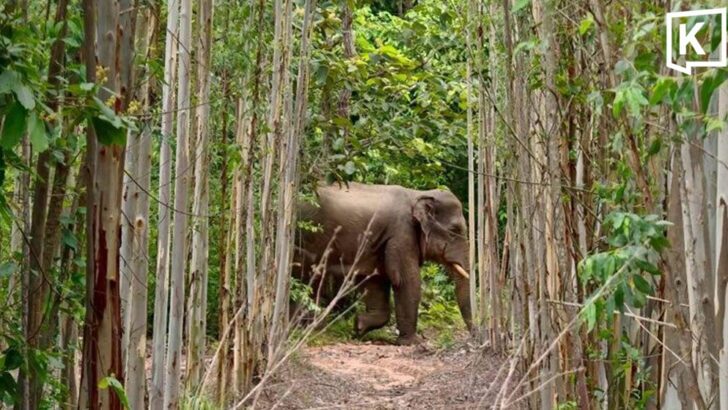 Lost wild elephant driven back towards Thap Lan National Par