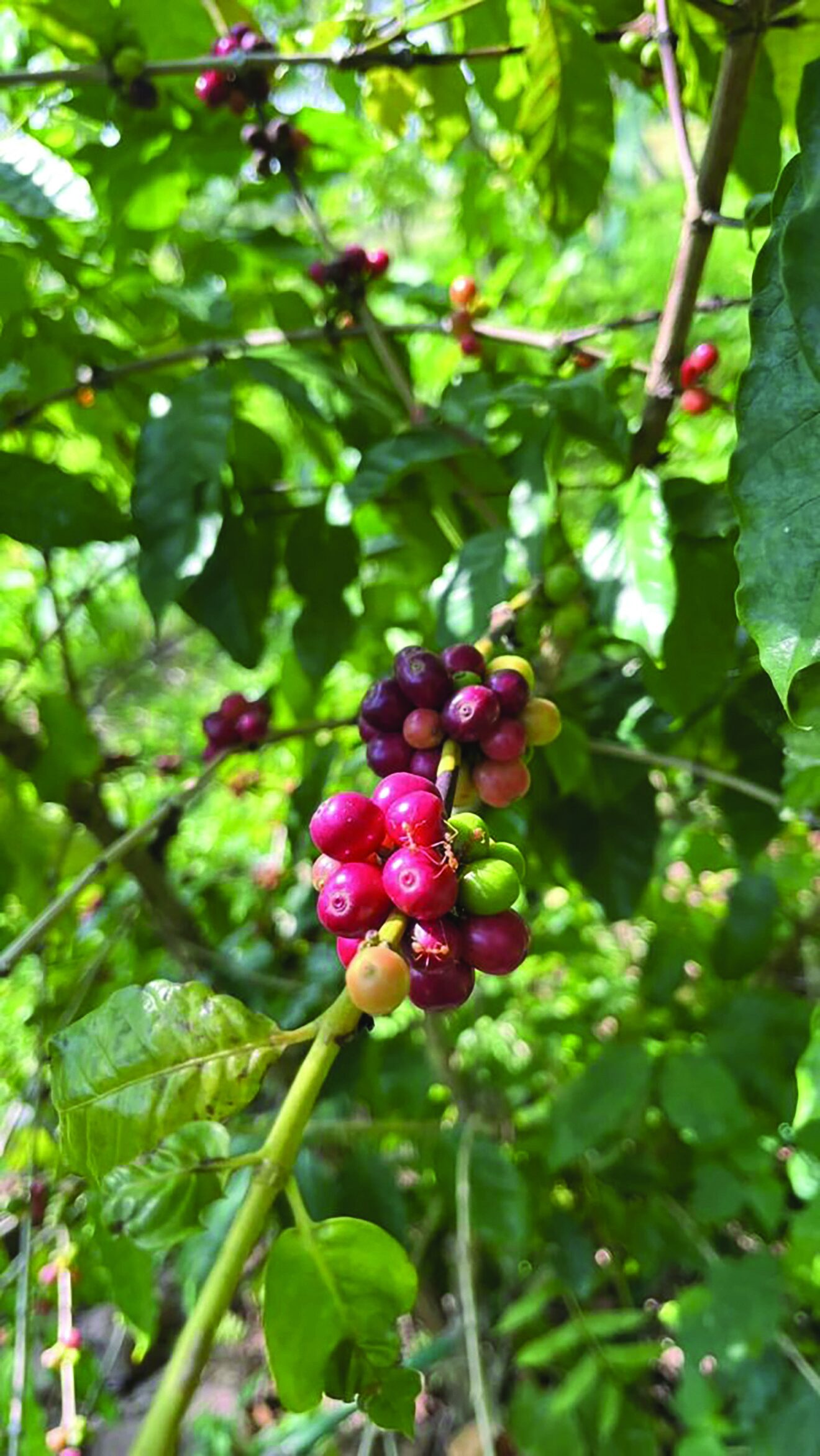 หลาก&หลายเกษตร - กาแฟสไตล์ Local C raft เน้นคุณภาพ แข่งตลาดต่างชาติ