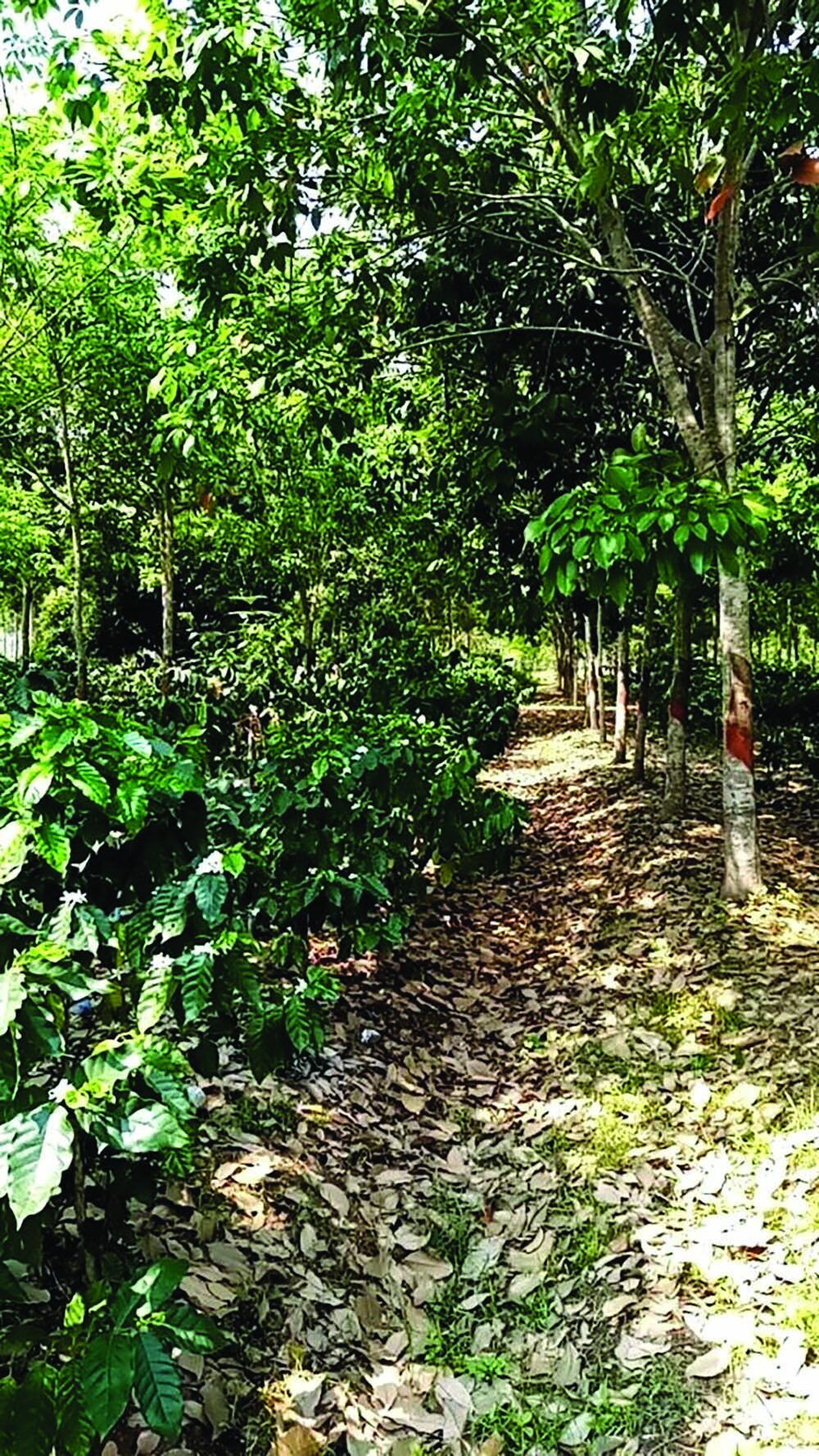 หลาก&หลายเกษตร - กาแฟสไตล์ Local C raft เน้นคุณภาพ แข่งตลาดต่างชาติ