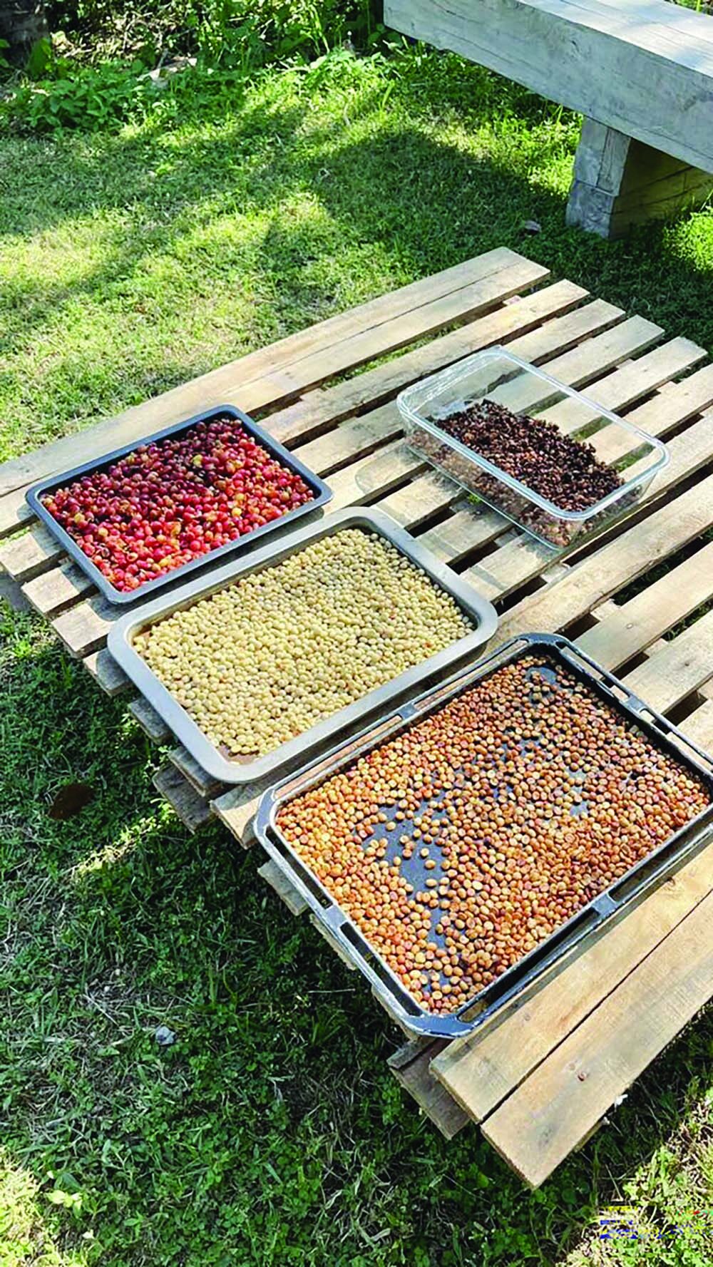 หลาก&หลายเกษตร - กาแฟสไตล์ Local C raft เน้นคุณภาพ แข่งตลาดต่างชาติ