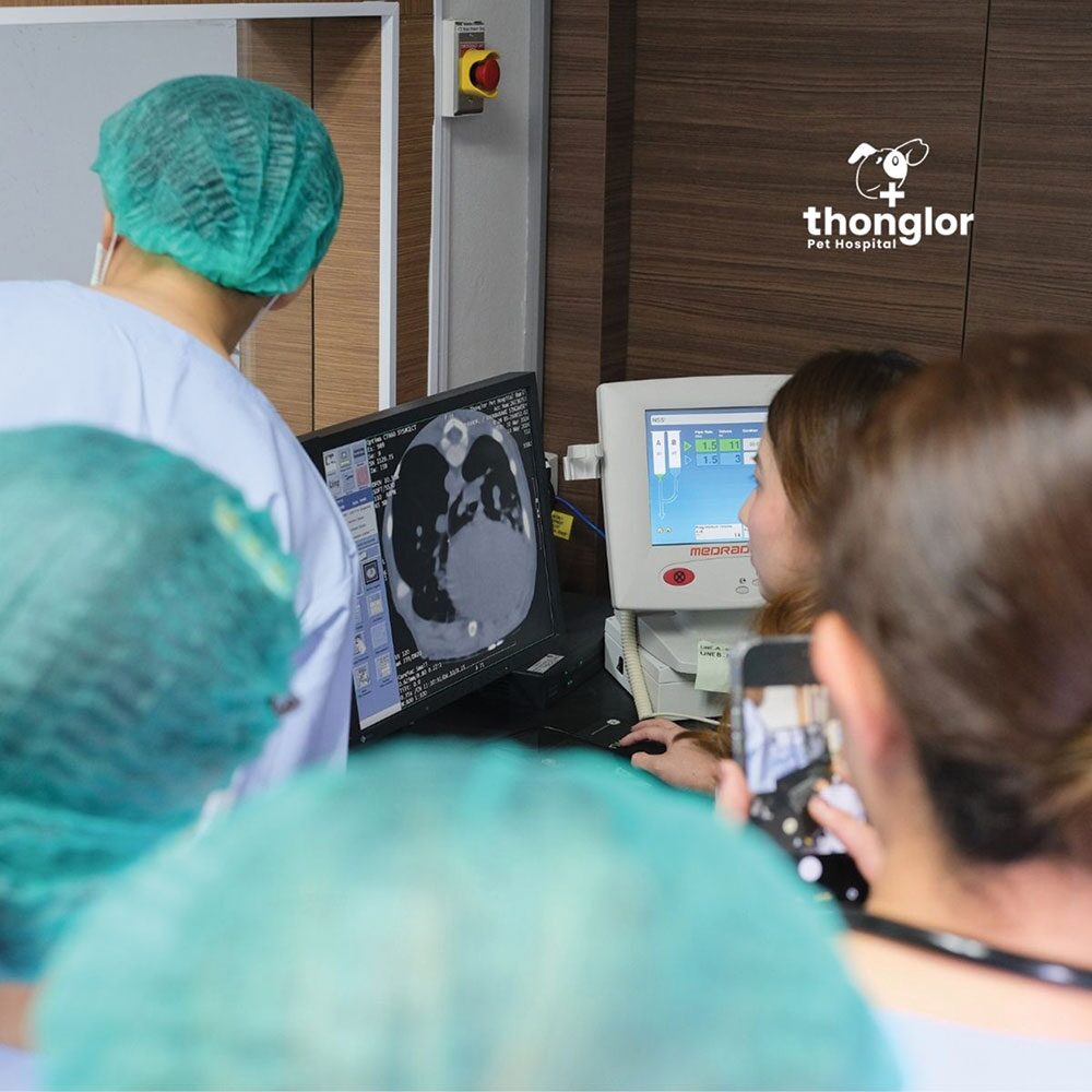 เพื่อนตัวเล็ก - ทีมสัตวแพทย์ผ่าตัดหัวใจ ช่วยชีวิต‘ท่านโหว’วัย2เดือน