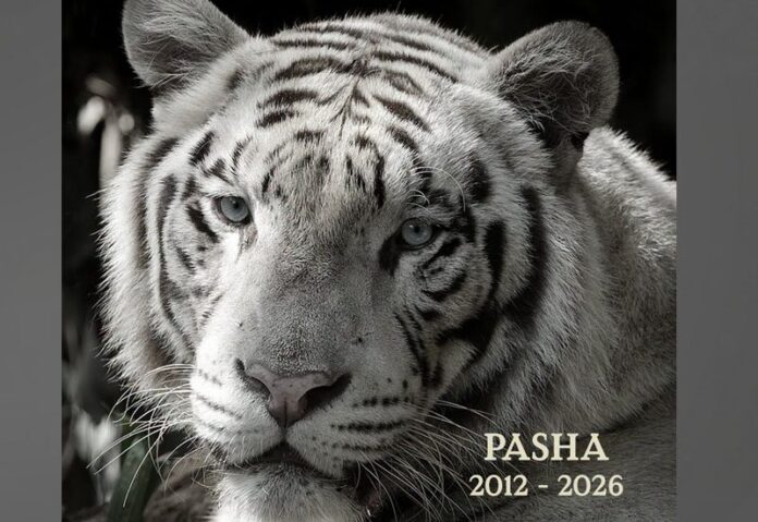 "พาชา" (Pasha) เสือโคร่งเบงกอลขาว
