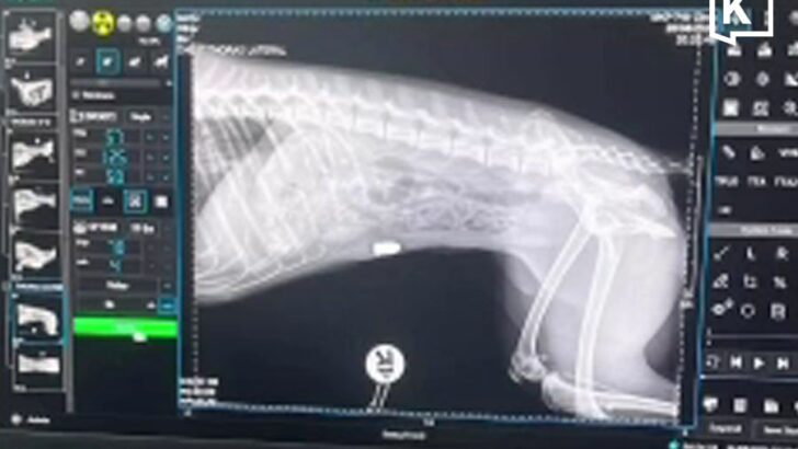 Dog survives surgery after being shot by neighbour in Kamphaeng Phet