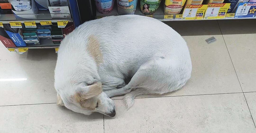 เพื่อนตัวเล็ก - ‘แม่ขาว’สุนัขแสนรู้ คาบใบเสร็จแลกข้าว