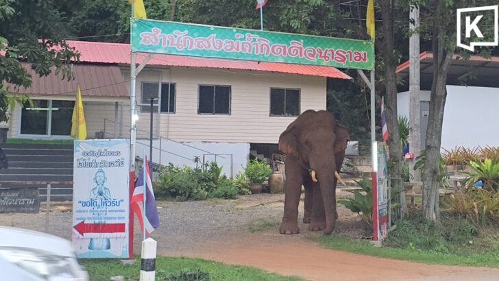 Khao Yai wild elephant visits monastery ahead of Kathin event