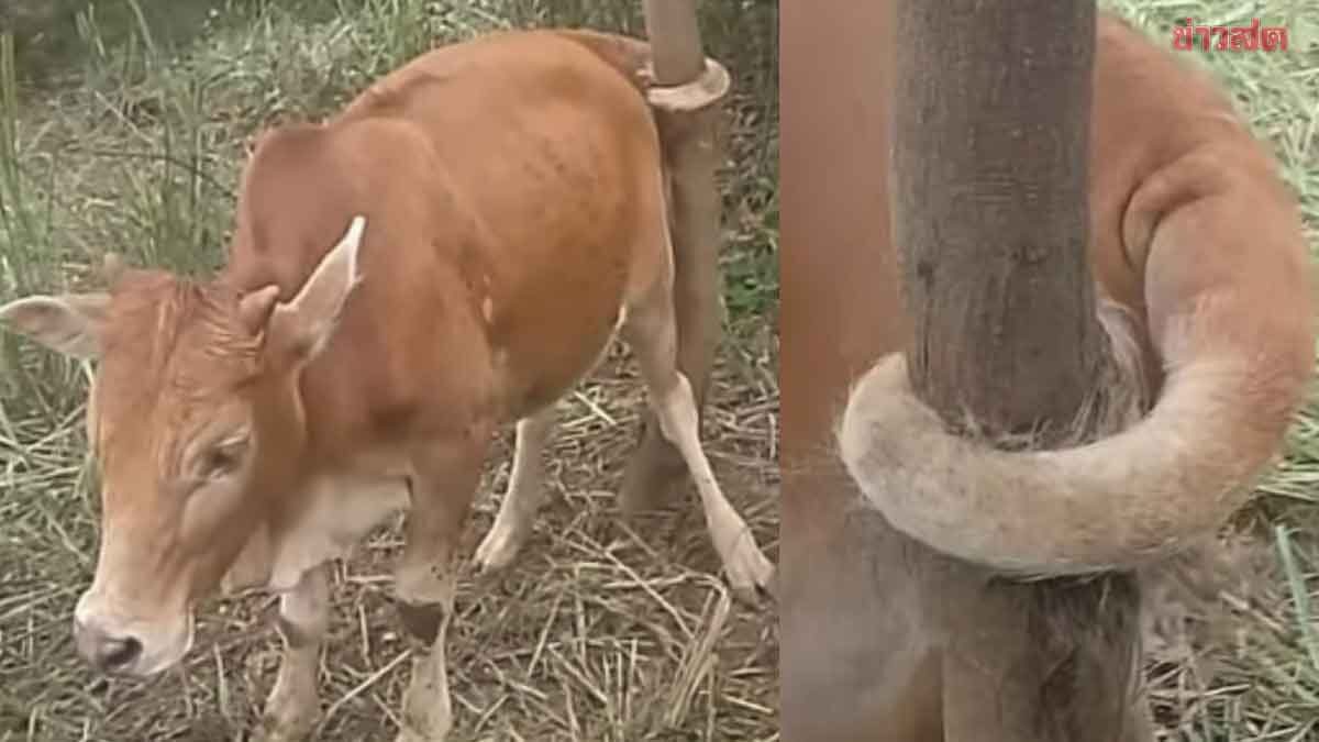 Bull's Tail Gets Tangled in Tree, Owner Must Free It