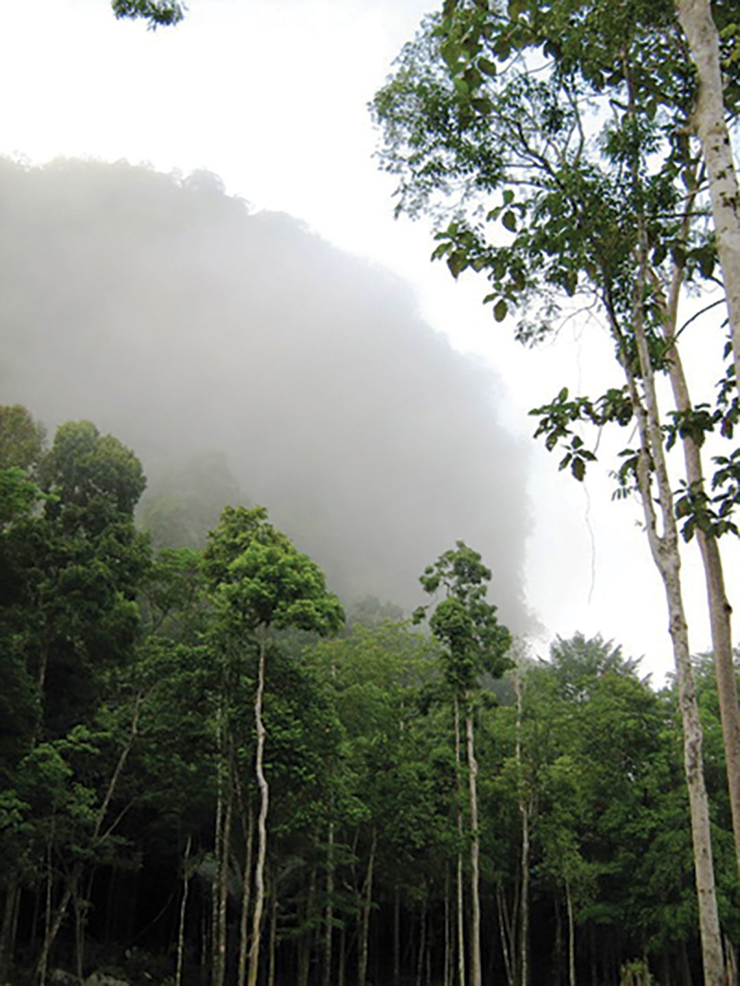 หลาก&หลายท่องเที่ยว-ท่องป่าพรหมจรรย์-ยลน้ำตก อุทยานแห่งชาติเขาปู่-เขาย่า