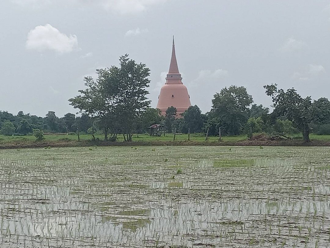 หลาก&หลายเกษตร - รับจ้าง‘เพาะกล้าข้าว’ อาชีพใหม่-รายได้ดีของชาวนา