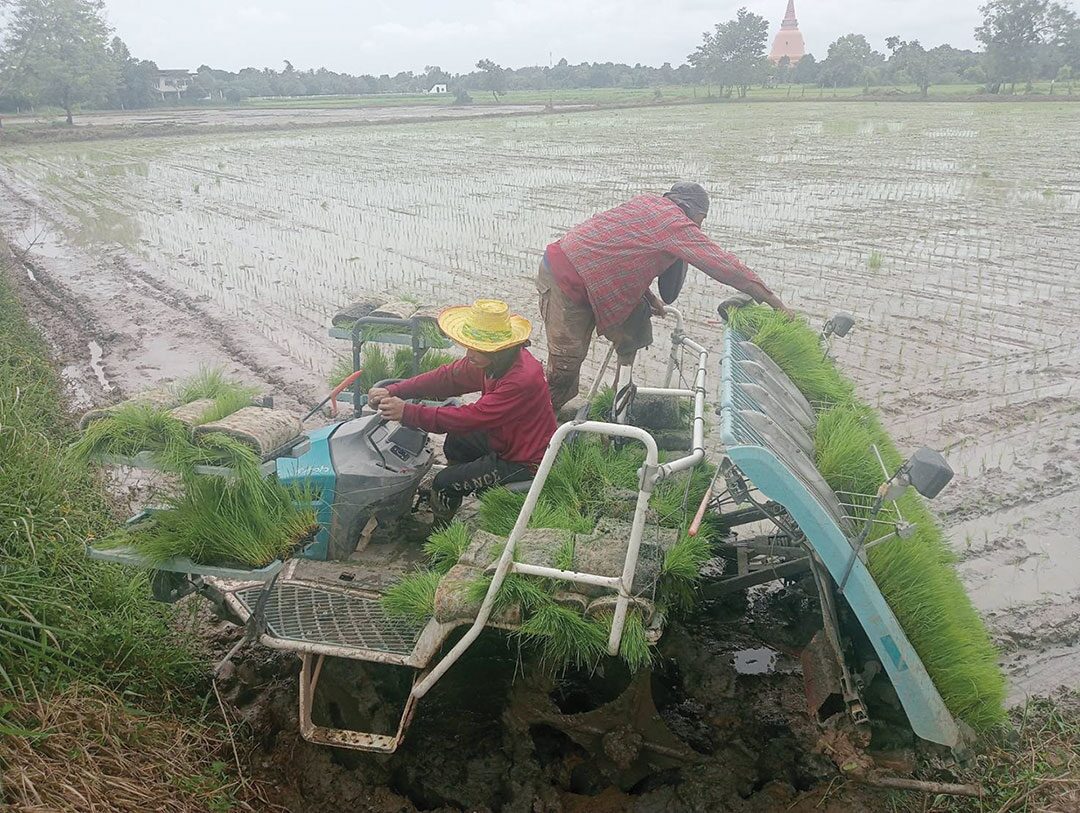 หลาก&หลายเกษตร - รับจ้าง‘เพาะกล้าข้าว’ อาชีพใหม่-รายได้ดีของชาวนา
