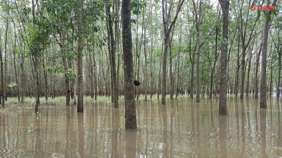 Thai Rubber Board Offers 3,000-Baht Aid to Flooded Farmers
