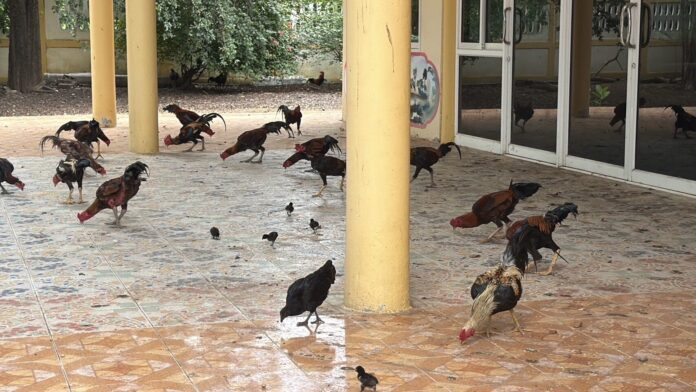 ไก่ชน