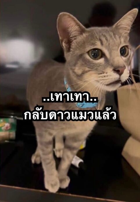 แมว