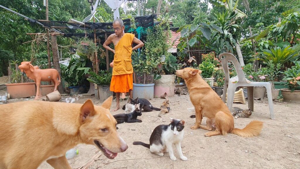 เพื่อนตัวเล็ก - สองพระชราควักเงิน-เบี้ยสูงอายุ เลี้ยงม้า-สุนัข-แมวจร 60 ชีวิต