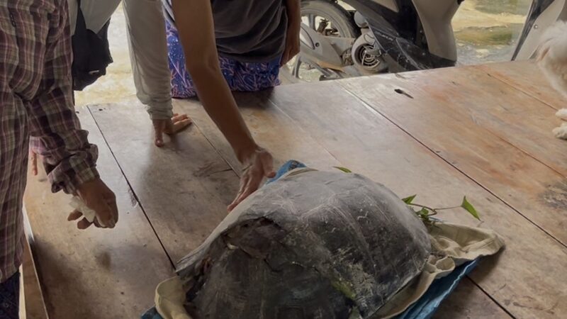 เต่าดำกระดองแตก