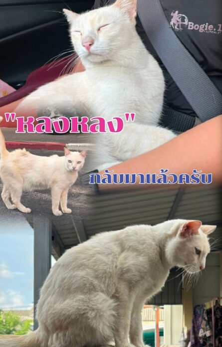 เพื่อนตัวเล็ก