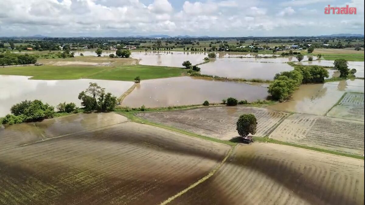 Broken Canal Dike Submerges Thousand Rai of Chai Nat Rice Fields