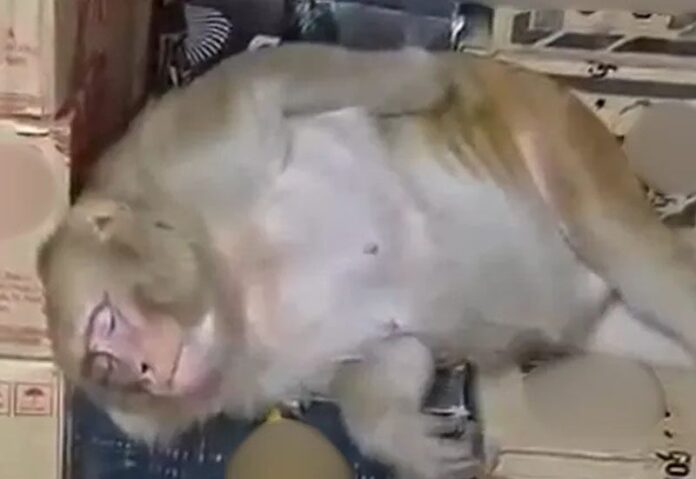 ภาพประกอบ