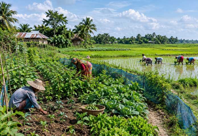 บังกลาเทศเดินหน้า - เมื่อวันพฤหัสบดีที่ผ่านมา อซาดุล ฮาบิบ ดูลู รัฐมนตรีว่าการกระทรวงการจัดการภัยพิบัติและการบรรเทาทุกข์ของบังกลาเทศ ได้เปิดตัวโครงการดังกล่าวในเขตพื้นที่ทางตอนเหนือของประเทศ ด้วยการปลูกเมล็ดต้นตาล ซึ่งเป็นต้นไม้สูงที่สามารถเบี่ยงเบนทิศทางของฟ้าผ่าไม่ให้พุ่งเข้าหาผู้คน โดยเฉพาะเกษตรกรที่กำลังทำงานอยู่กลางแจ้ง